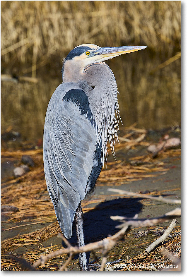 GreatBlueHeron_ChincoNWR_2025Nov_R5C06018