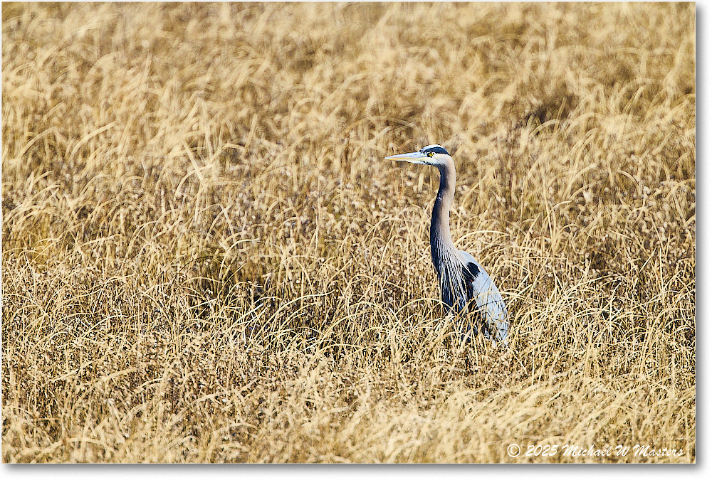GreatBlueHeron_ChincoNWR_2025Nov_R5C06082
