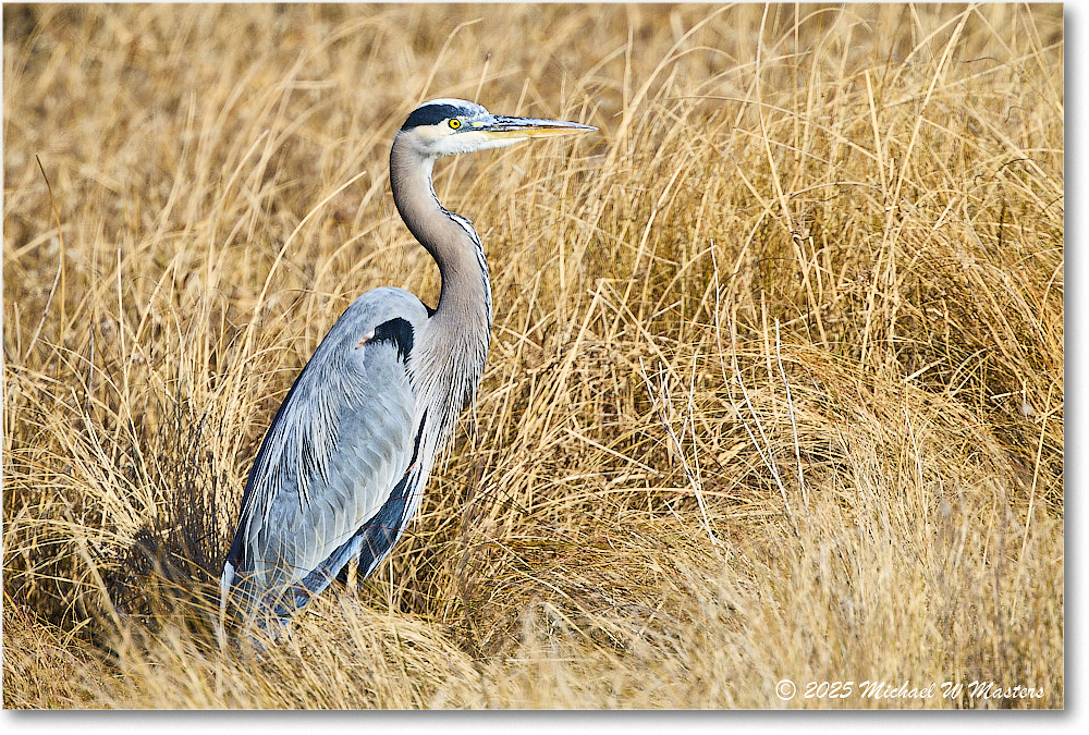 GreatBlueHeron_ChincoNWR_2025Nov_R5C06144