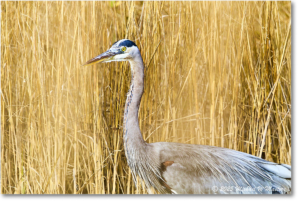 GreatBlueHeron_ChincoNWR_2025Nov_R5C06188