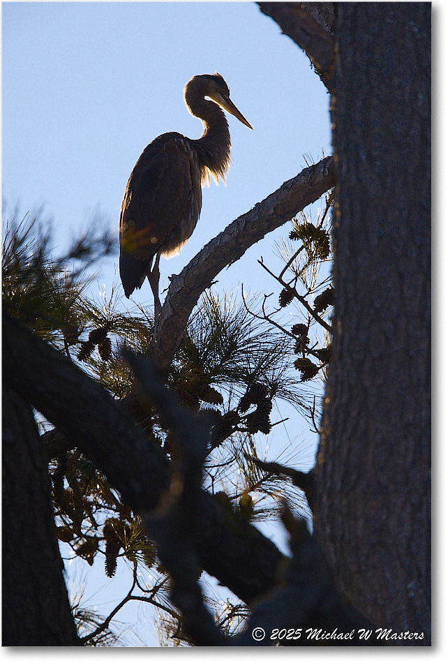 GreatEgret_ChincoNWR_2025Nov_R5A26310
