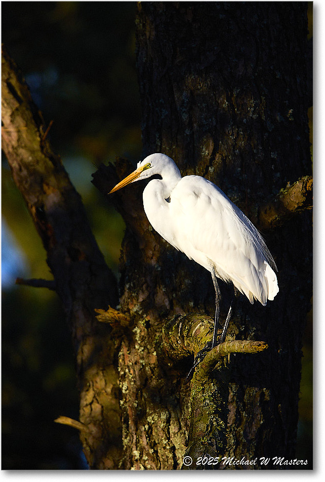 GreatEgret_ChincoNWR_2025Nov_R5A26325