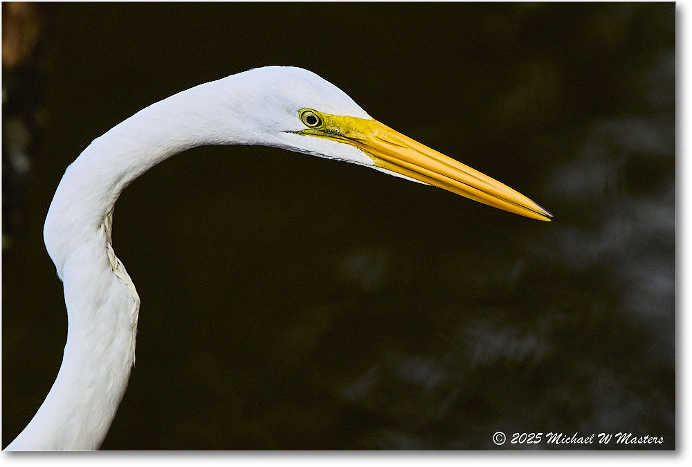 GreatEgret_ChincoNWR_2025Nov_R5C05520