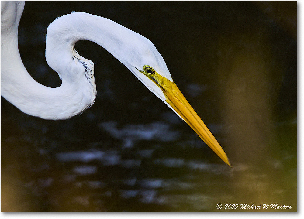GreatEgret_ChincoNWR_2025Nov_R5C05523