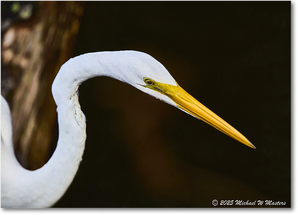 GreatEgret_ChincoNWR_2025Nov_R5C05527