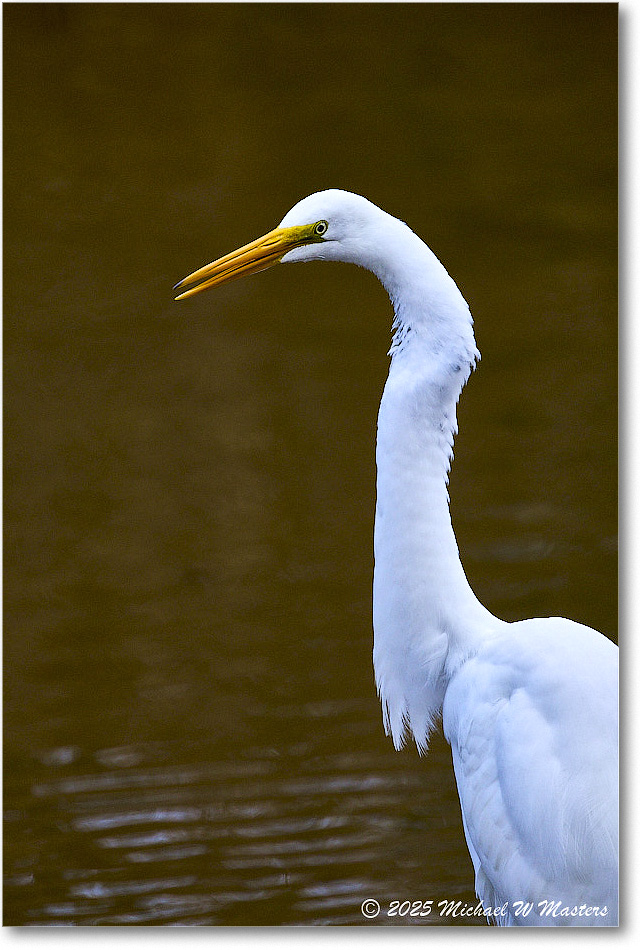 GreatEgret_ChincoNWR_2025Nov_R5C05532