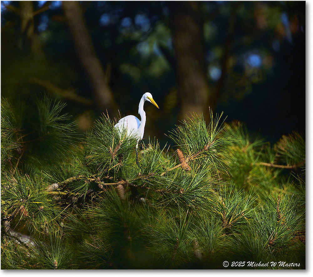 GreatEgret_ChincoNWR_2025Nov_R5C05617