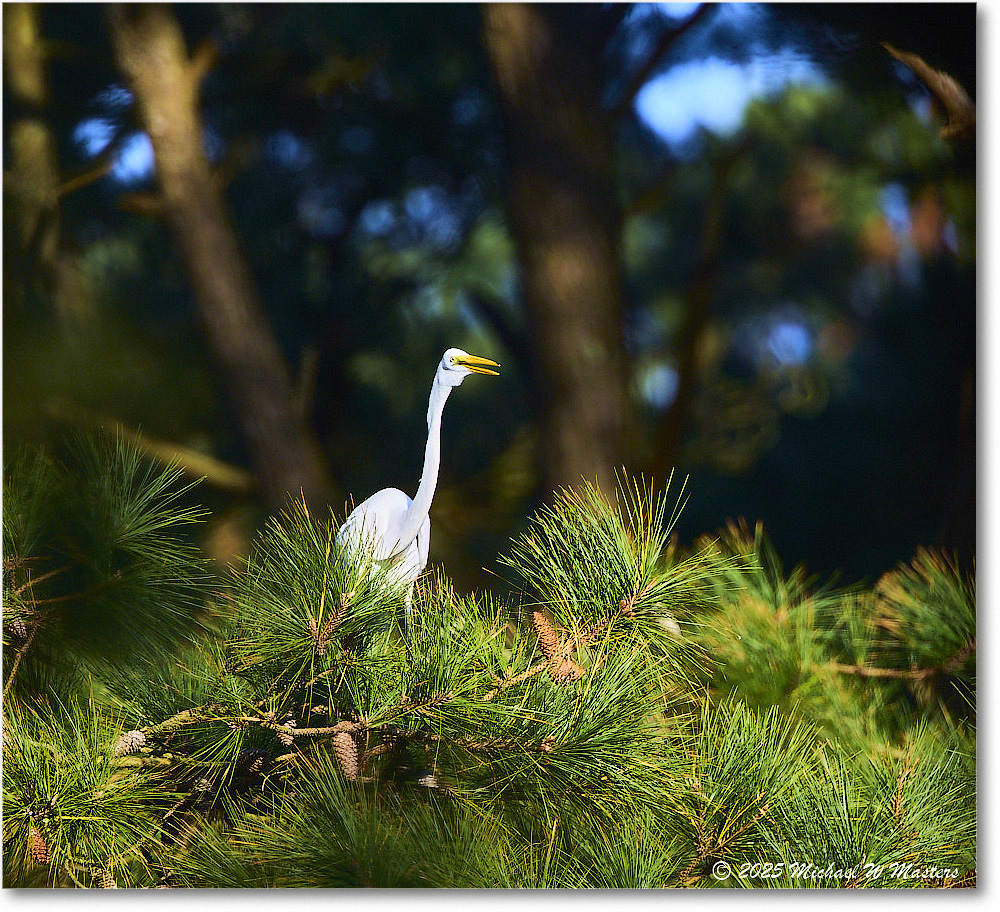 GreatEgret_ChincoNWR_2025Nov_R5C05623