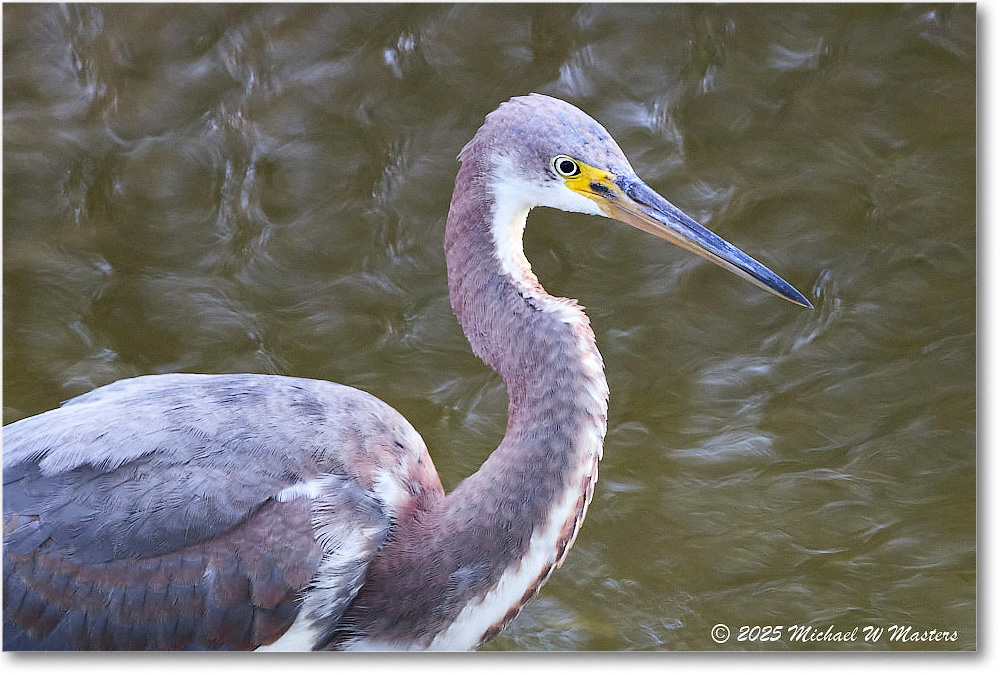 TricolorHeron_ChincoNWR_2025Nov_R5C05424