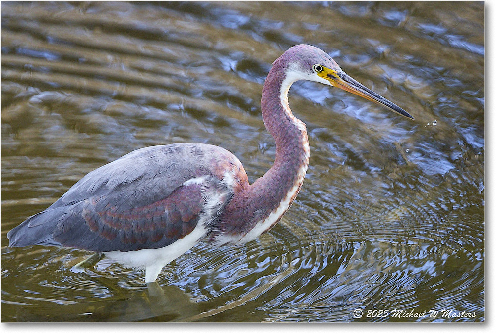 TricolorHeron_ChincoNWR_2025Nov_R5C05432