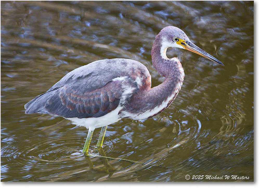 TricolorHeron_ChincoNWR_2025Nov_R5C05434