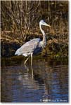 GreatBlueHeron_ChincoNWR_2025Nov_R5C05875