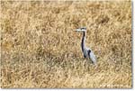GreatBlueHeron_ChincoNWR_2025Nov_R5C06082