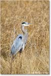 GreatBlueHeron_ChincoNWR_2025Nov_R5C06158