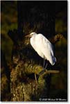 GreatEgret_ChincoNWR_2025Nov_R5A26338