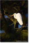 GreatEgret_ChincoNWR_2025Nov_R5A26347