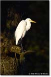 GreatEgret_ChincoNWR_2025Nov_R5A26363