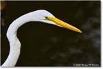 GreatEgret_ChincoNWR_2025Nov_R5C05520