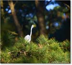 GreatEgret_ChincoNWR_2025Nov_R5C05623
