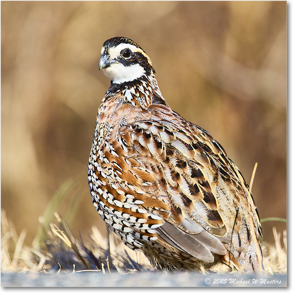 Bobwhite_ChincoNWR_2025Nov_R5D03062