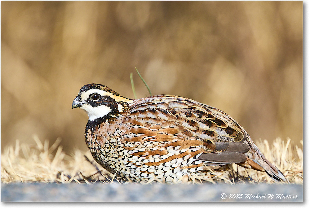 Bobwhite_ChincoNWR_2025Nov_R5D03066