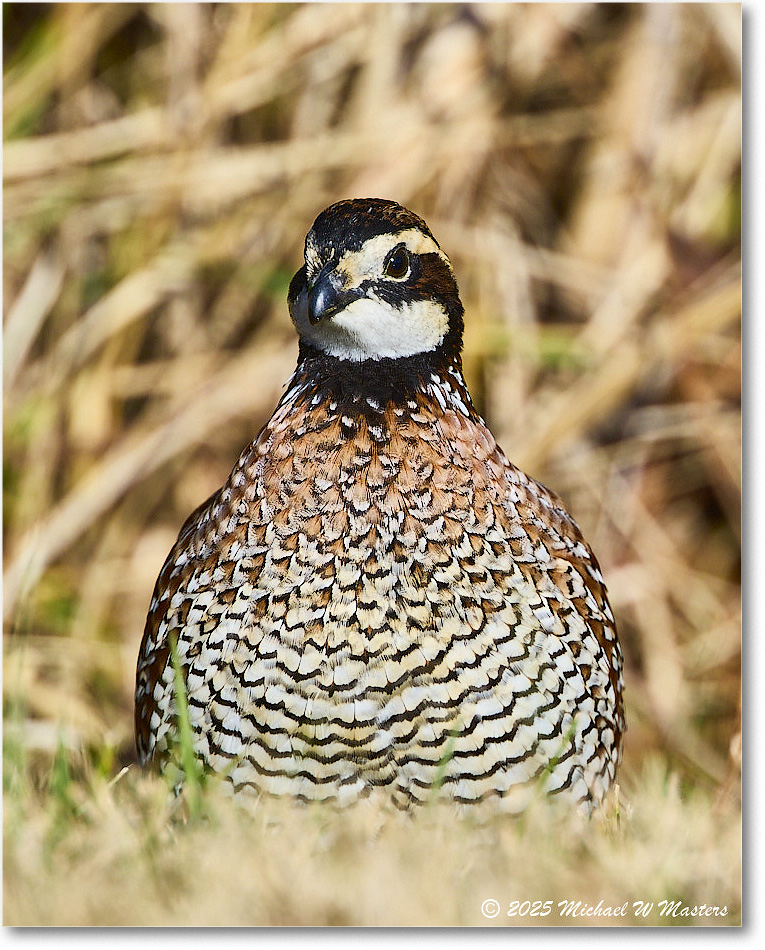 Bobwhite_ChincoNWR_2025Nov_R5D03096