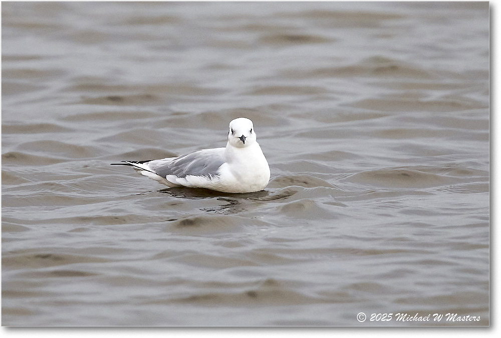 BonapartsGull_ChincoNWR_2025Nov_R5D03008