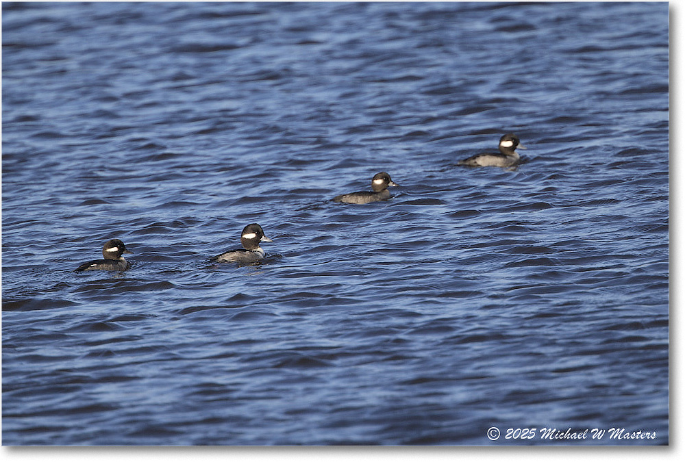 Bufflehead_ChincoNWR_2025Nov_R5C05559