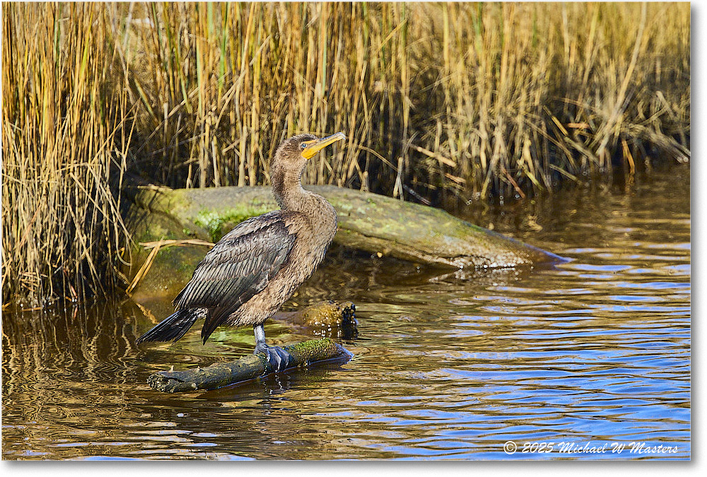 Cormorant_ChincoNWR_2025Nov_R5C06383