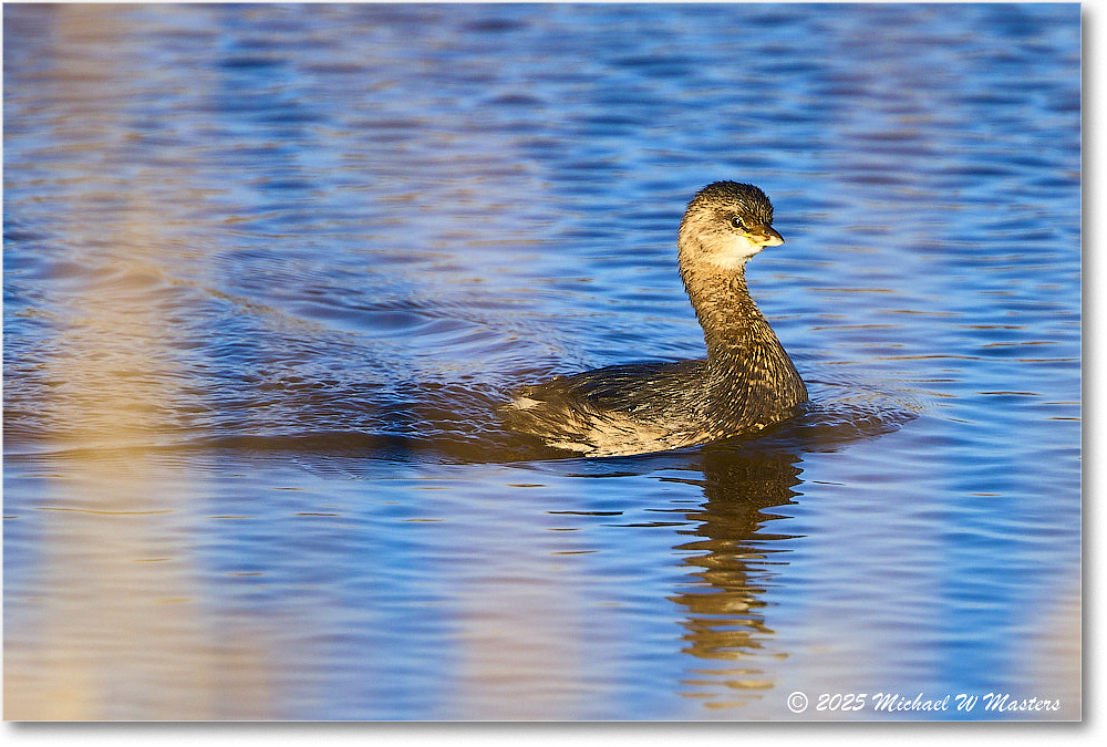 Grebe_ChincoNWR_2025Nov_R5C05648