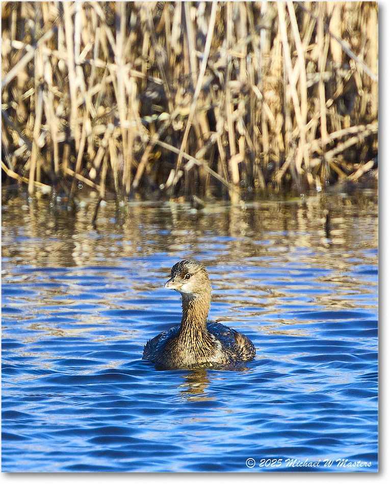 Grebe_ChincoNWR_2025Nov_R5C06087