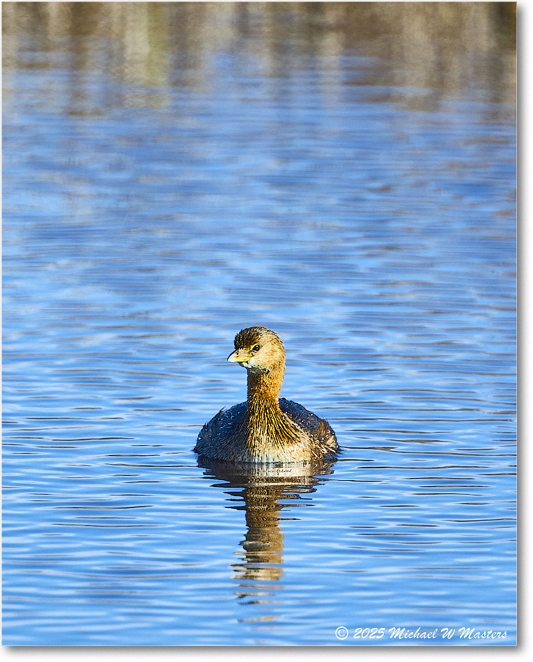 Grebe_ChincoNWR_2025Nov_R5C06117