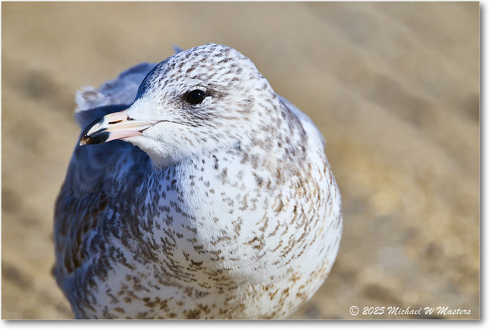HerringGull_ChincoNWR_2025Nov_R5C05952