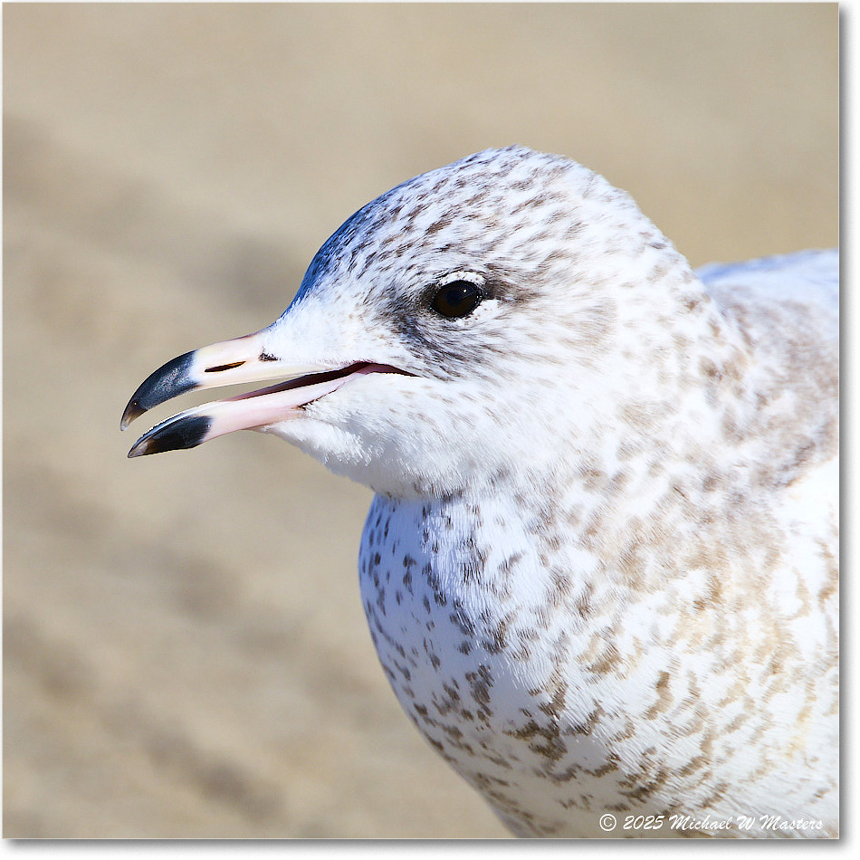 HerringGull_ChincoNWR_2025Nov_R5C05965