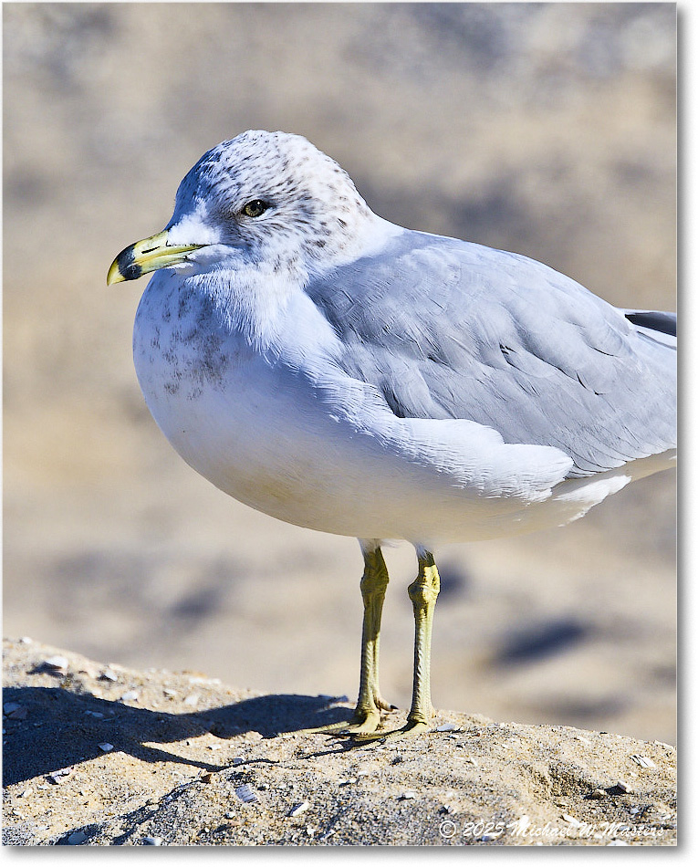 HerringGull_ChincoNWR_2025Nov_R5C05979