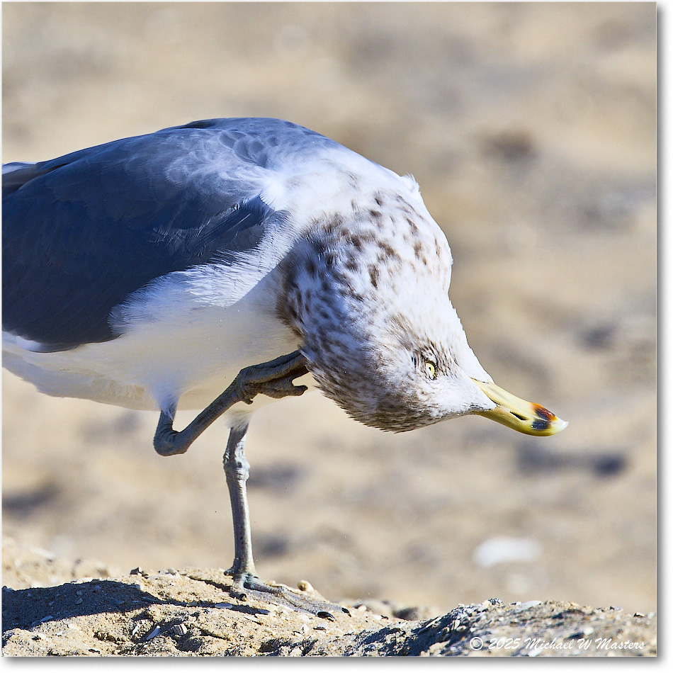 HerringGull_ChincoNWR_2025Nov_R5C06013