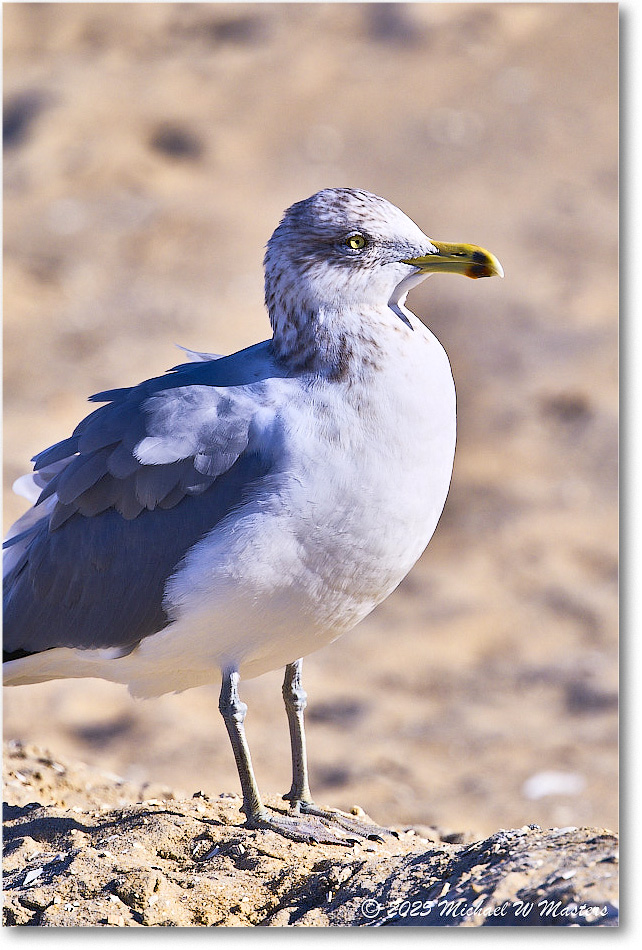 HerringGull_ChincoNWR_2025Nov_R5C06014