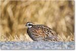 Bobwhite_ChincoNWR_2025Nov_R5C06419