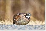 Bobwhite_ChincoNWR_2025Nov_R5D03039