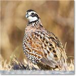 Bobwhite_ChincoNWR_2025Nov_R5D03062