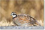 Bobwhite_ChincoNWR_2025Nov_R5D03066