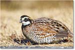 Bobwhite_ChincoNWR_2025Nov_R5D03079