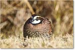 Bobwhite_ChincoNWR_2025Nov_R5D03081