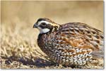 Bobwhite_ChincoNWR_2025Nov_R5D03087