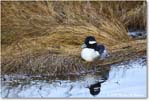 Bufflehead_ChincoNWR_2025Nov_R5C05454