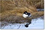 Bufflehead_ChincoNWR_2025Nov_R5C05456