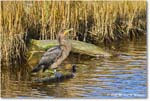 Cormorant_ChincoNWR_2025Nov_R5C06383