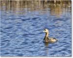 Grebe_ChincoNWR_2025Nov_R5C06142