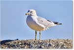 HerringGull_ChincoNWR_2025Nov_R5C05937