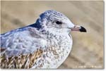 HerringGull_ChincoNWR_2025Nov_R5C05949